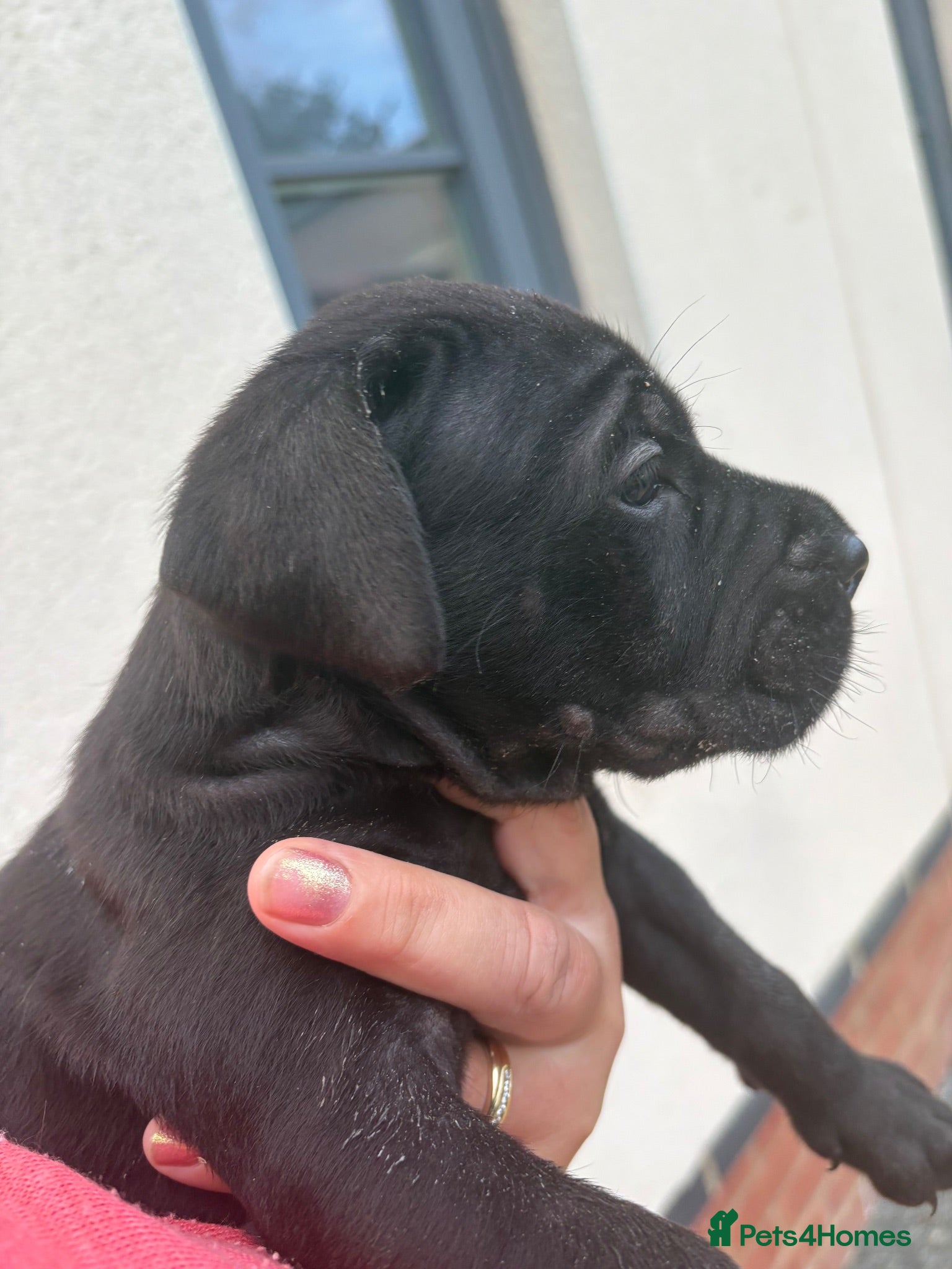 Cane Corso dogs 4 Stunning Cane Corso Big Boys!!! - Advert 2