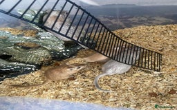 Gerbil rodents for sale: 5 male gerbals with cage for sale  - Image 2