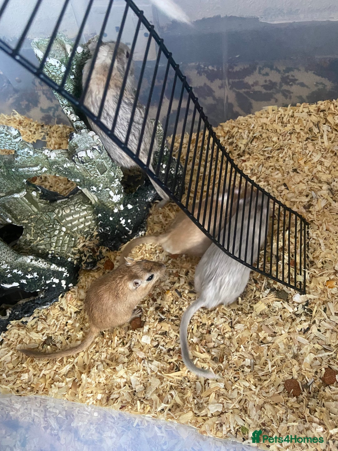Gerbil rodents for sale: 5 male gerbals with cage for sale  - Image 2