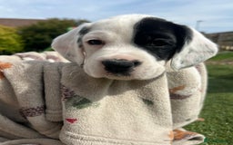 Mixed Breed dogs for sale: long haired Boxapoints - Image 22