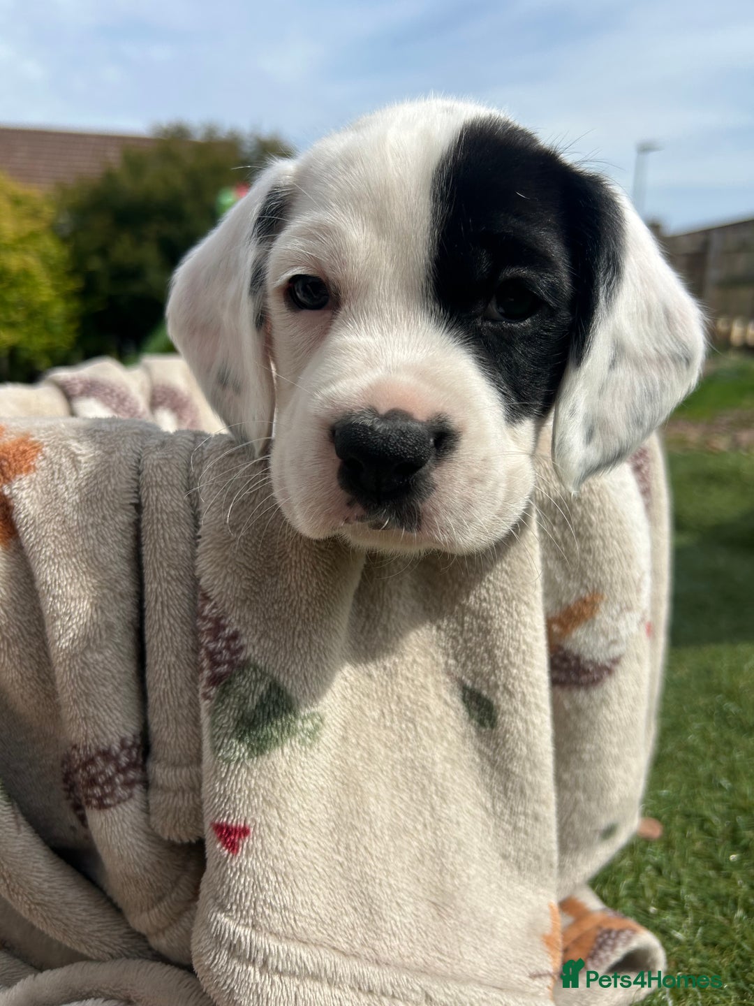 Mixed Breed dogs for sale: long haired Boxapoints - Image 22