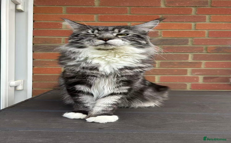 Maine Coon cats - Advert 1