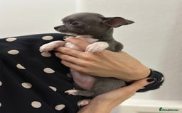 Chihuahua dogs for sale: Pure bred Chihuahua puppies - Image 9