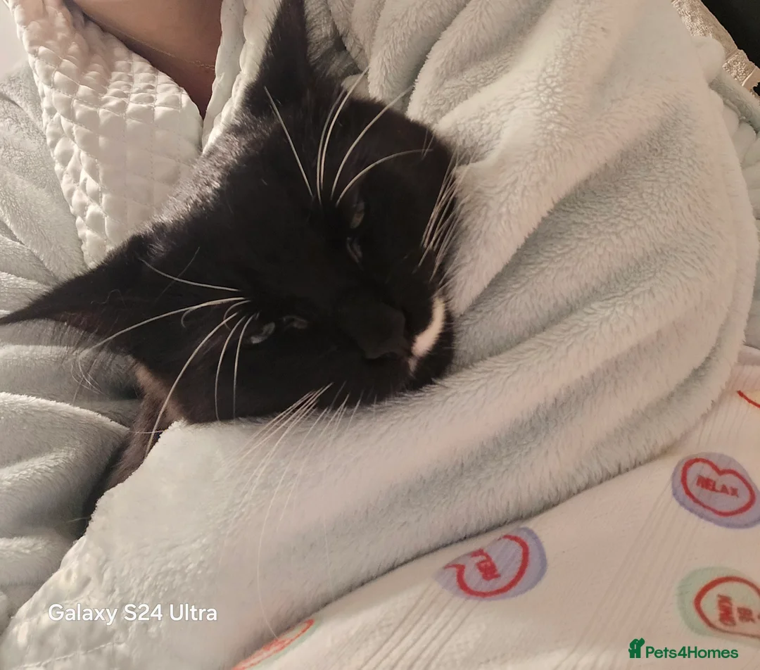 Ragdoll cats for sale: Coco kittycat - Advert 5