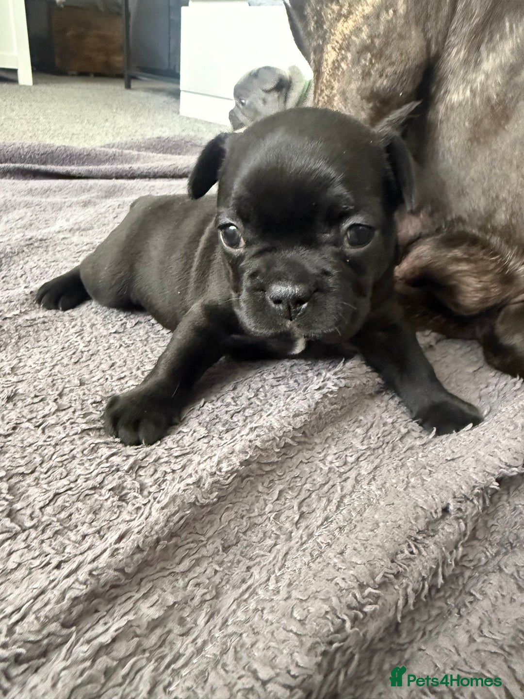 French Bulldog dogs for sale: French bulldog puppies looking for loving homes  - Image 20