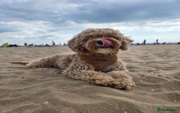 Cavapoo dogs for sale: Amazing Cavapoo Coffee - Advert 3