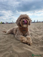 Cavapoo dogs Amazing Cavapoo Coffee - Advert 7