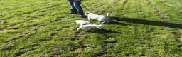 Parson Russell dogs for sale: Quality bred parson terrier pups  - Advert 6