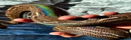 Boa Snake reptiles for sale: Sonoran Leopard Boa - Advert 4