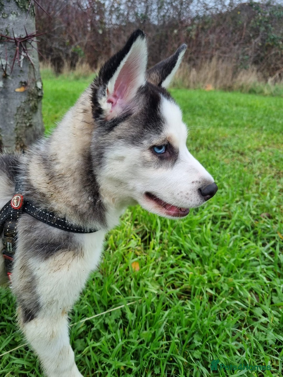 Mixed Breed dogs for sale: Pomsky for sale - Advert 19