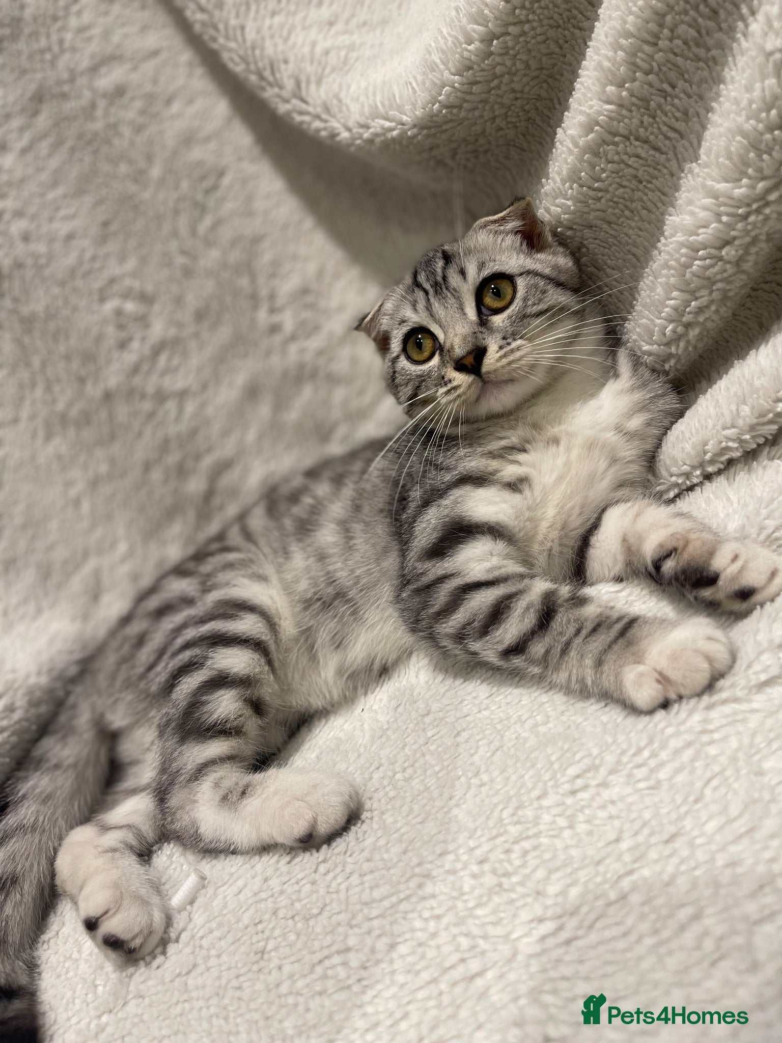 Scottish Fold cats Scottish fold girl - Advert 4
