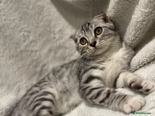Scottish Fold cats Scottish fold girl - Advert 4