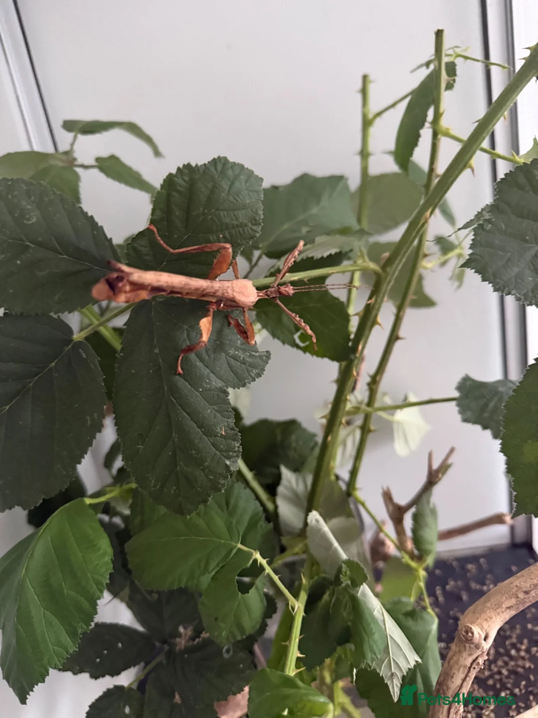 Stick Insects invertebrates for sale: Macleays spectre Stick insects in Bexley - Advert 2