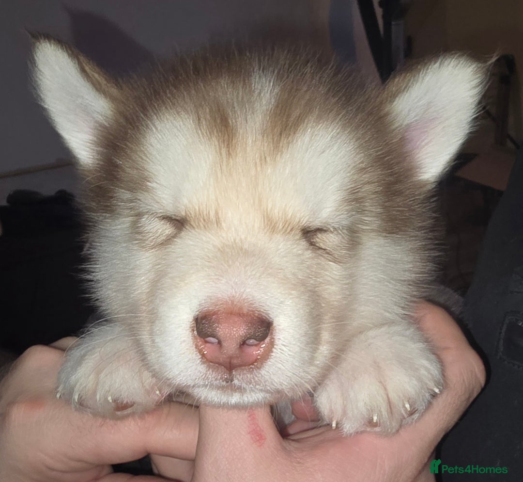 Utonagan dogs for sale: Malamute/Huskies  - Advert 13