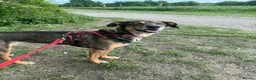 Mixed Breed dogs for adoption: Margot - Gorgeous, 9 Years Old, Mixed Breed Girl in Bournemouth - Advert 6