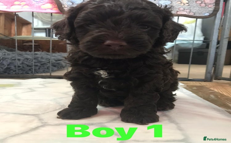 Cockapoo dogs - Advert 1