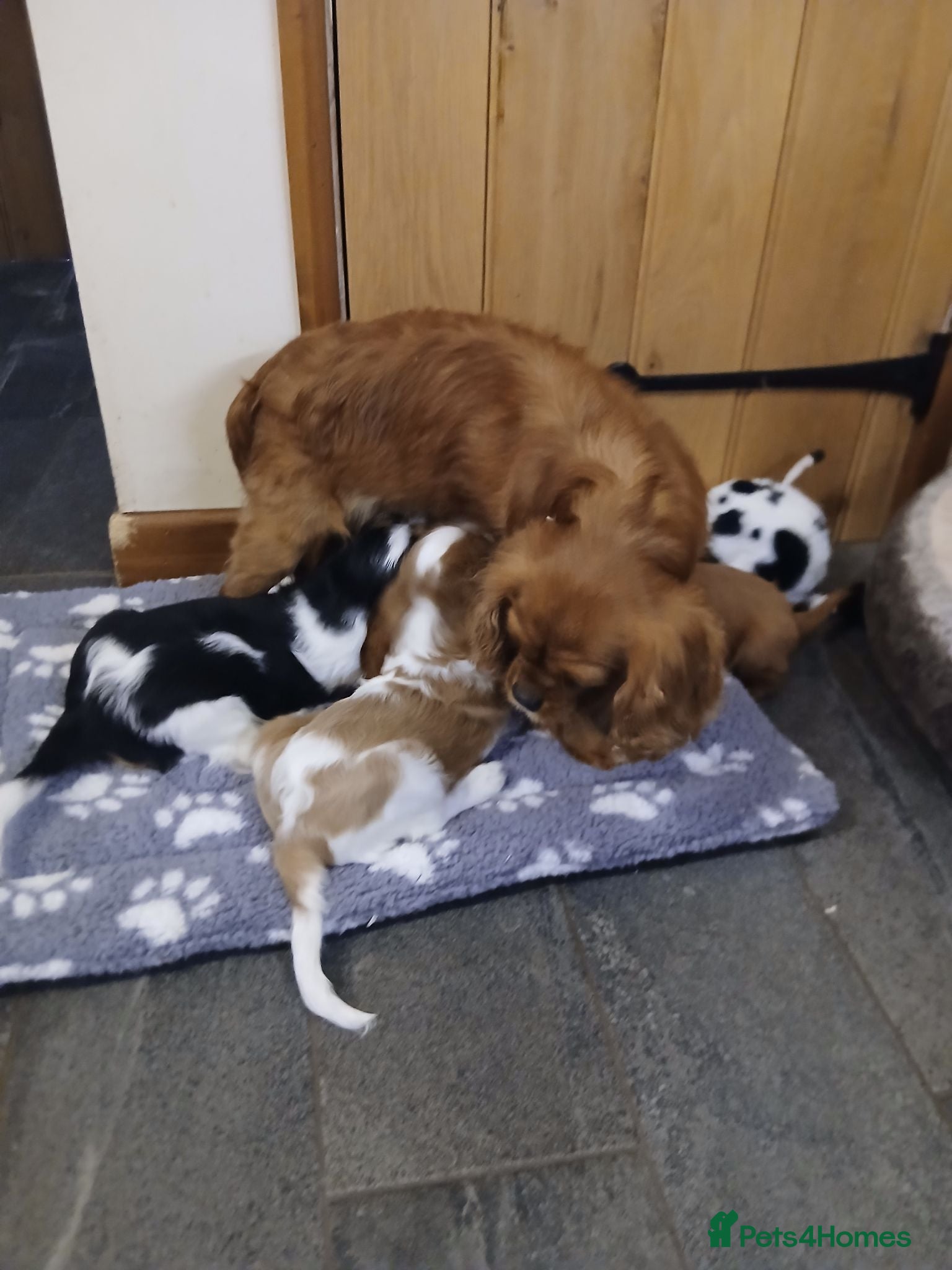 Cavalier King Charles Spaniel dogs  Health tested puppies ready now - Advert 1