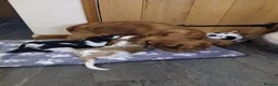 Cavalier King Charles Spaniel dogs for sale:  Health tested puppies ready now - Advert 2