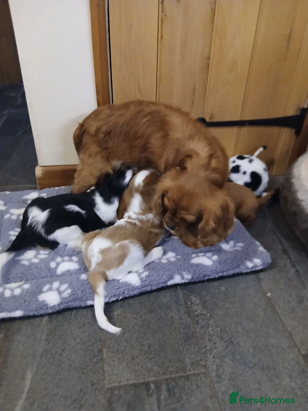 Cavalier King Charles Spaniel dogs for sale:  Health tested puppies ready now - Advert 2