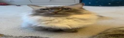 Ragdoll cats for sale: Male Ragdoll cat  in Nuneaton - Advert 1