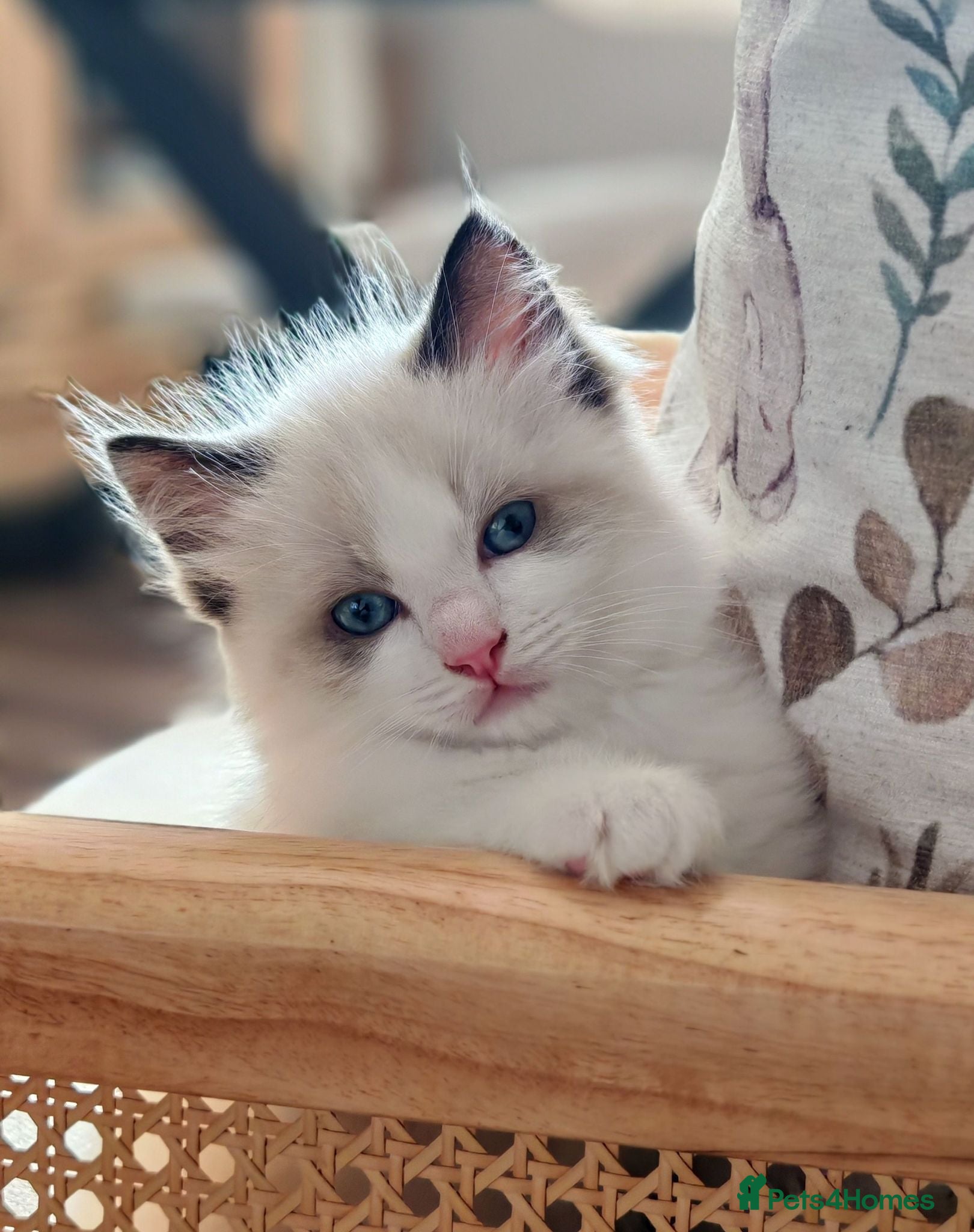 Ragdoll cats Ragdoll kittens  - Advert 5