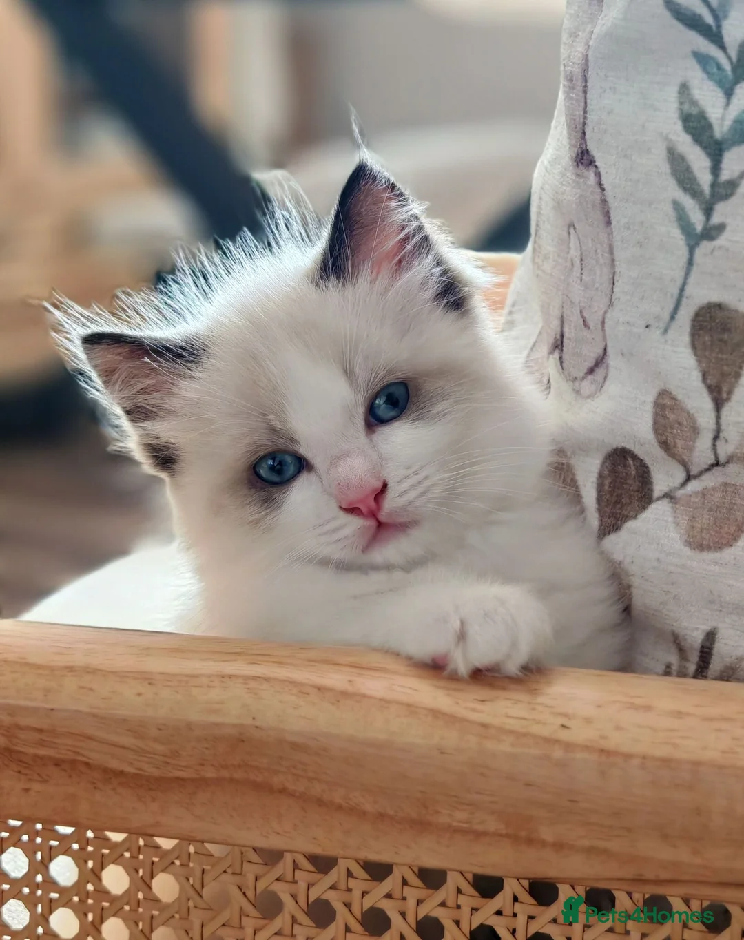 Ragdoll cats for sale: Ragdoll kittens  - Advert 1