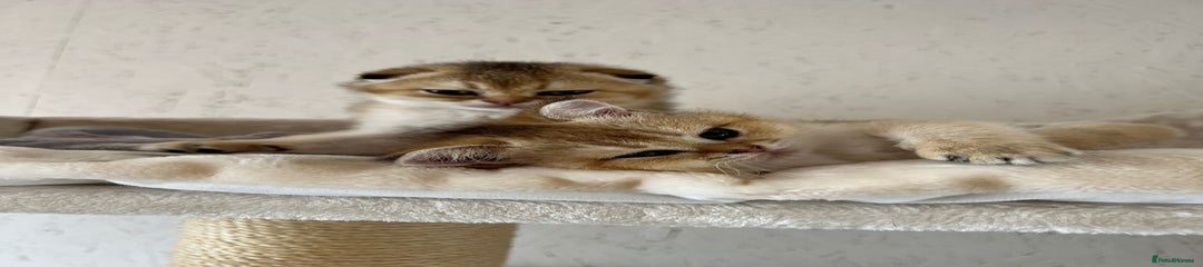 Scottish Fold CHARLIE