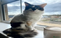 Mixed Breed cats for sale: Loving home needed for this sweet girl - Image 6
