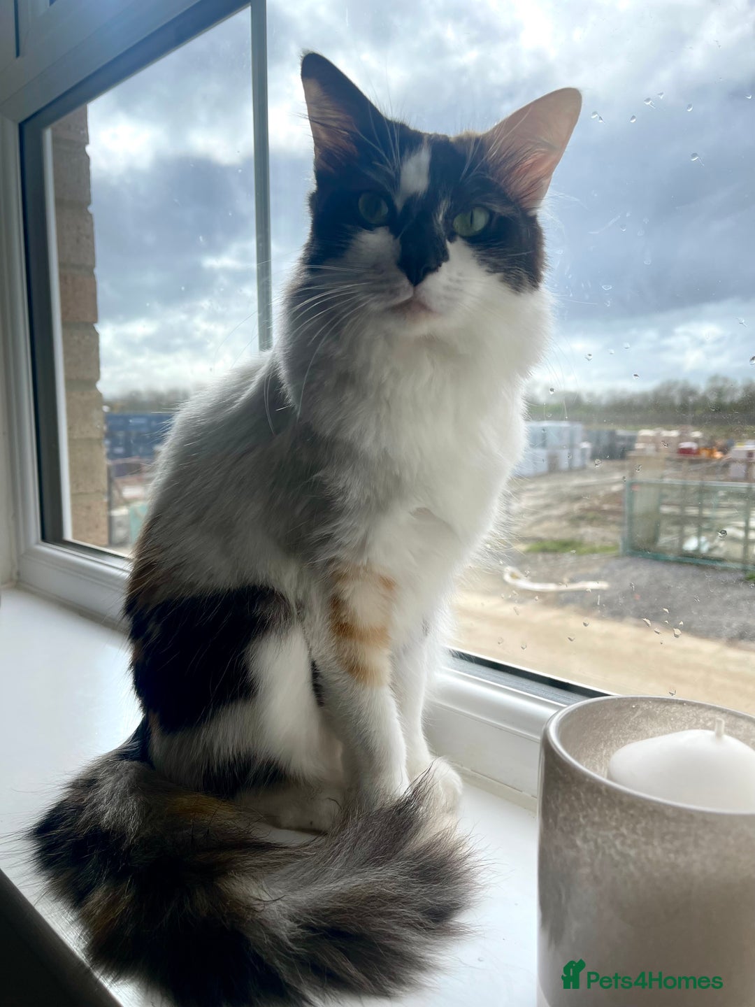 Mixed Breed cats for sale: Loving home needed for this sweet girl - Image 6