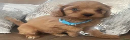 Cavapoo dogs for sale: Cavapoo puppies MALE stunning and cuddly  - Advert 1