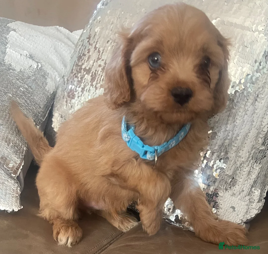 Cavapoo dogs for sale: Cavapoo puppies MALE stunning and cuddly  - Advert 1