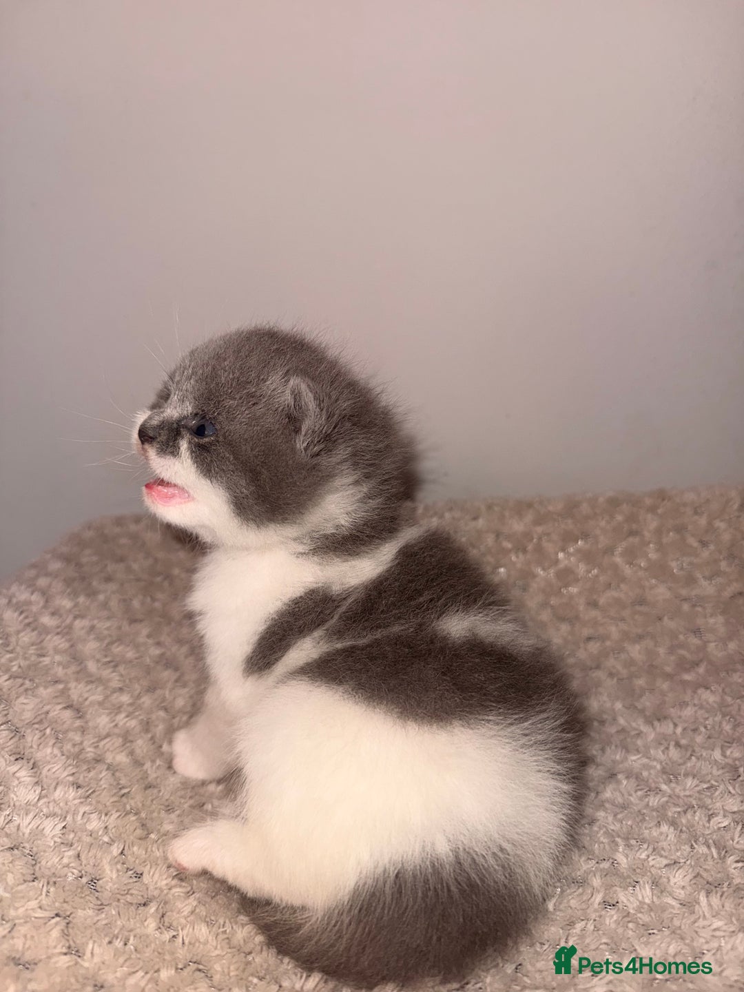 British Shorthair cats for sale: GCCF registered bi colour Male  - Advert 3