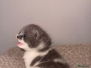 British Shorthair cats GCCF registered bi colour Male - Advert 9