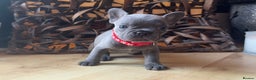 French Bulldog dogs for sale: READY NOW Pedigree New shade Isabella’s and Lilacs - Advert 21
