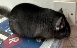 Chinchilla rodents for sale: Mikey, beautiful medium ebony boy - Advert 2