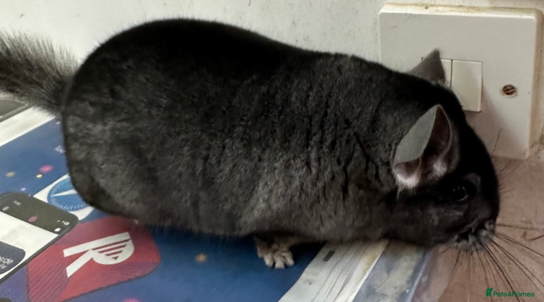 Chinchilla rodents for sale: Mikey, beautiful medium ebony boy - Advert 2
