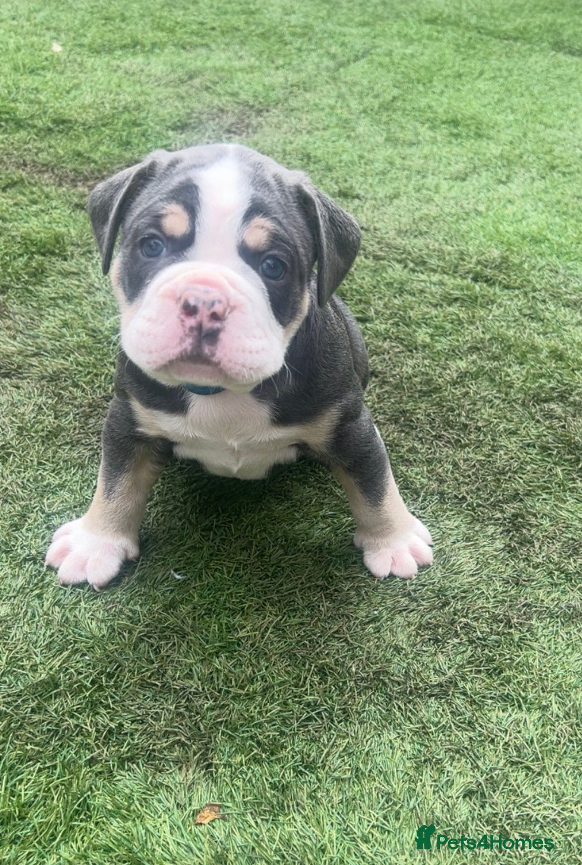 Olde English Bulldogge dogs 🔥🔥Champion bloodline Olde English Buldogs🔥🔥 - Advert 2