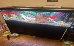 Cichlids fish for sale: Fluval Roma 240 FULL SET UP - Advert 1
