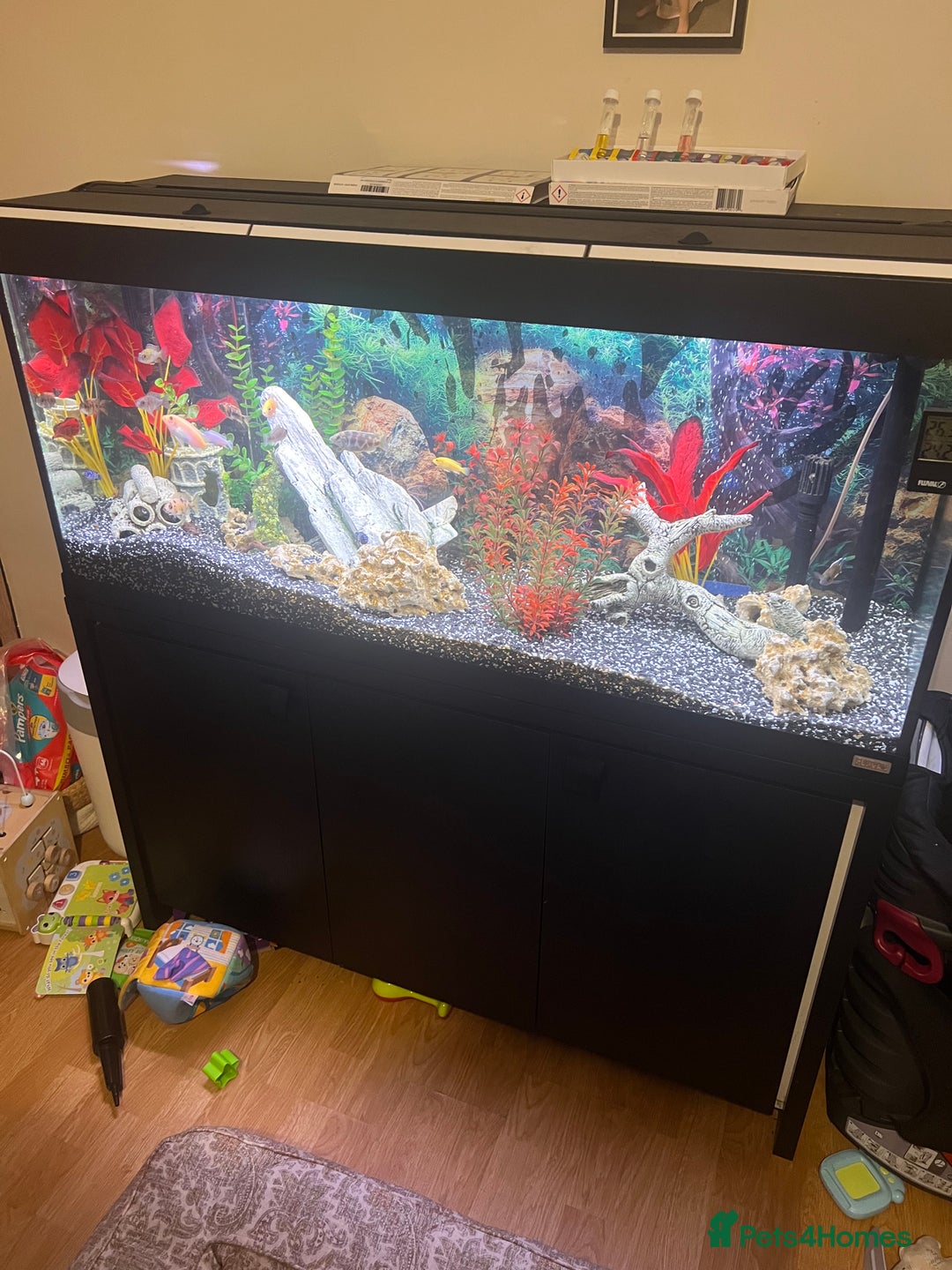 Cichlids fish for sale: Fluval Roma 240 FULL SET UP - Advert 1
