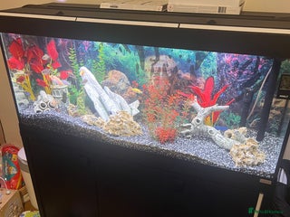 Cichlids fish Fluval Roma 240 FULL SET UP - Advert 1