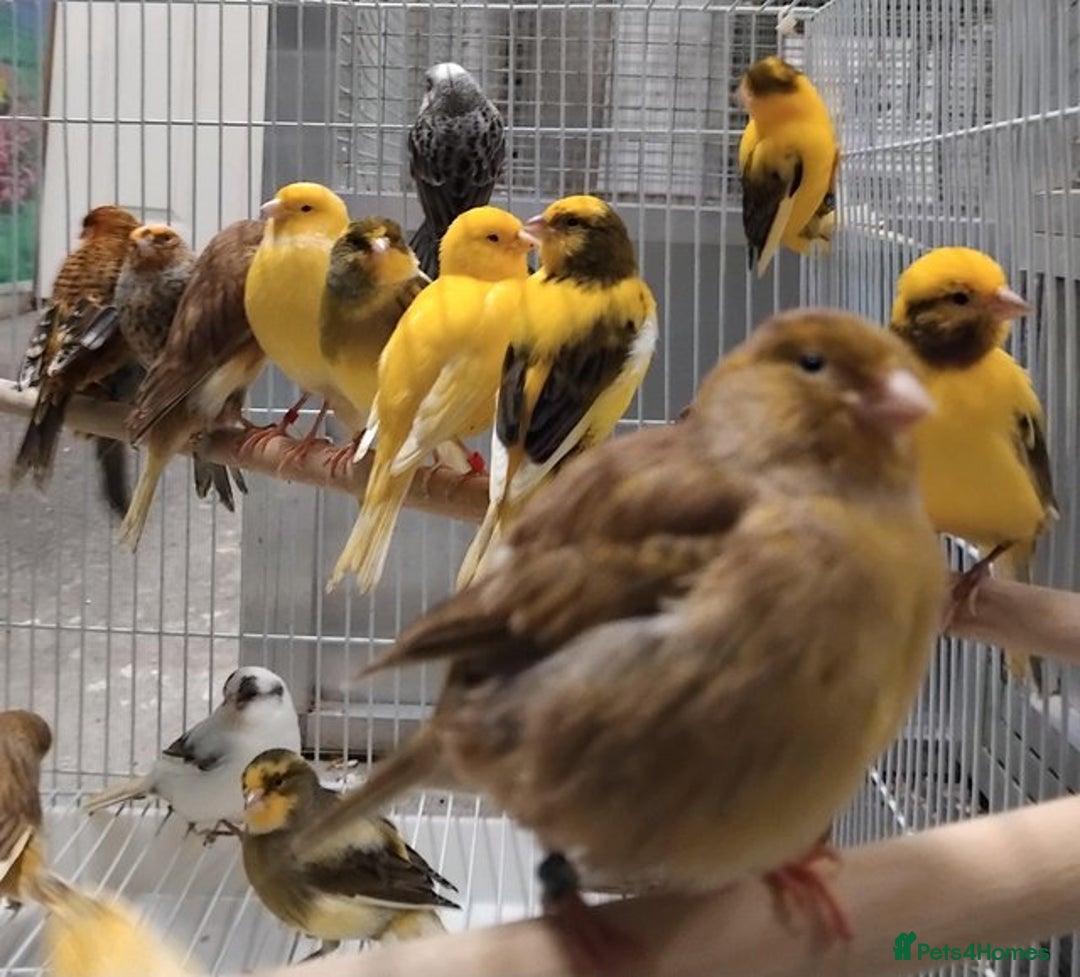 Parrots birds for sale: Stunning Birds/Parakeets/Parrots available  - Image 11