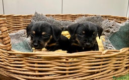 Mixed Breed dogs for sale: Border Terrier cross puppies  - Image 13