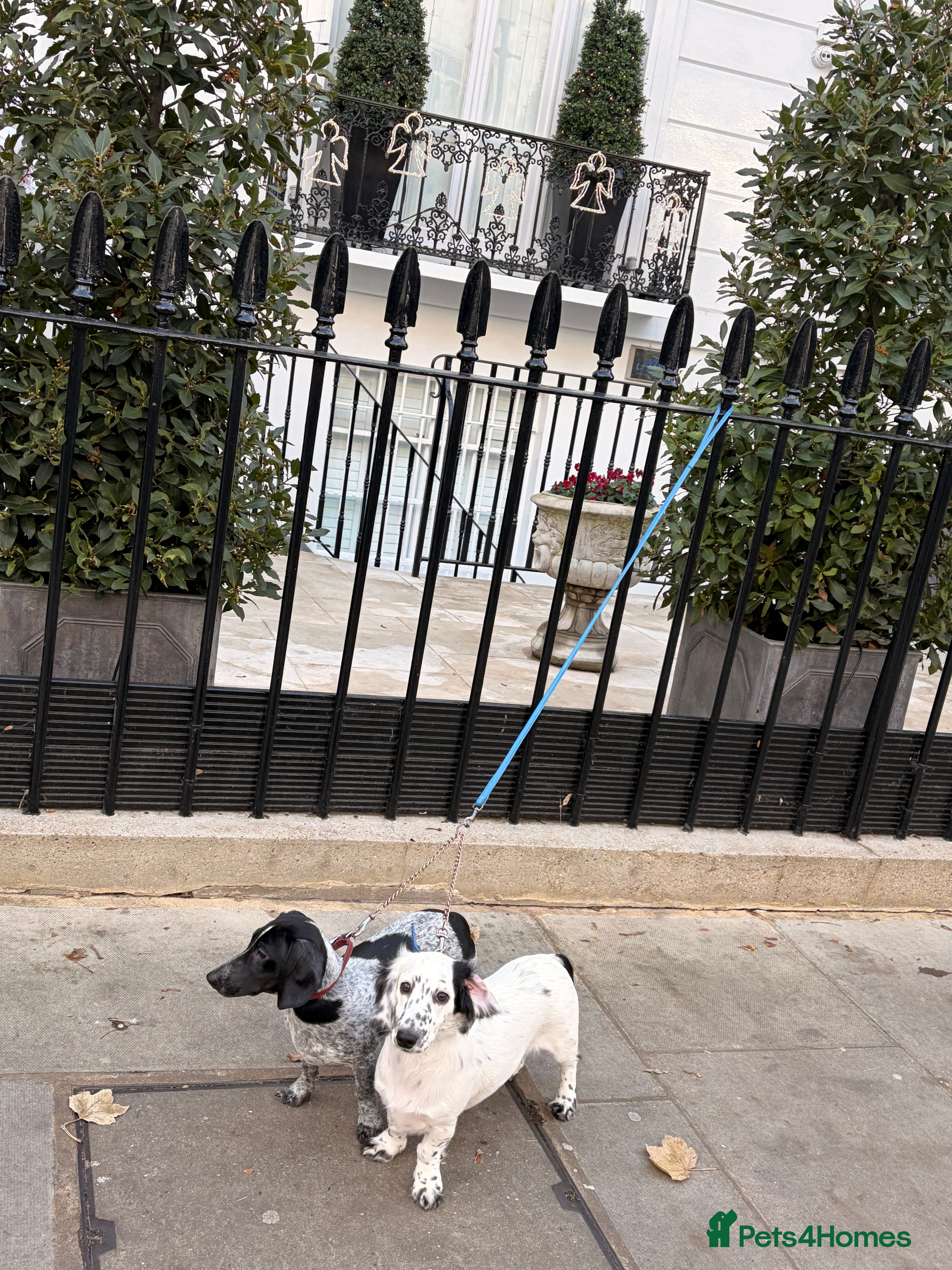 Dachshund dogs Last two unique Dachshund Puppies  - Advert 5