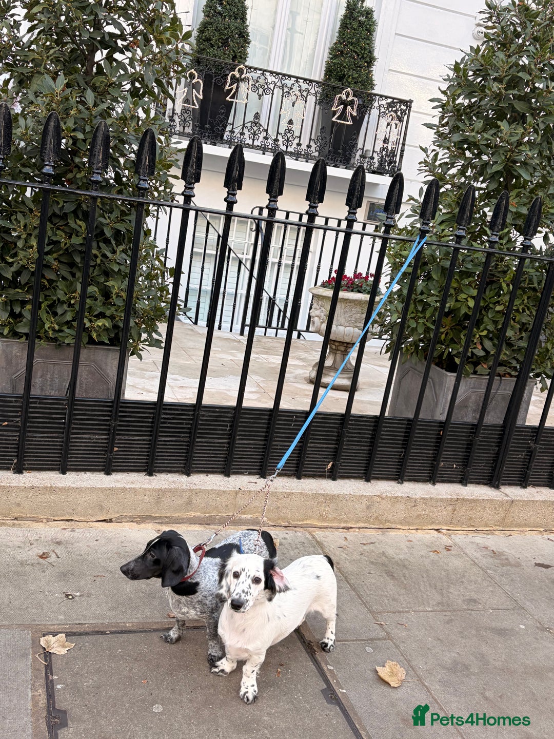 Dachshund dogs for sale: Last piebold black and white Dachshund Puppy  - Advert 4