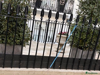 Dachshund dogs Last two unique Dachshund Puppies - Advert 5