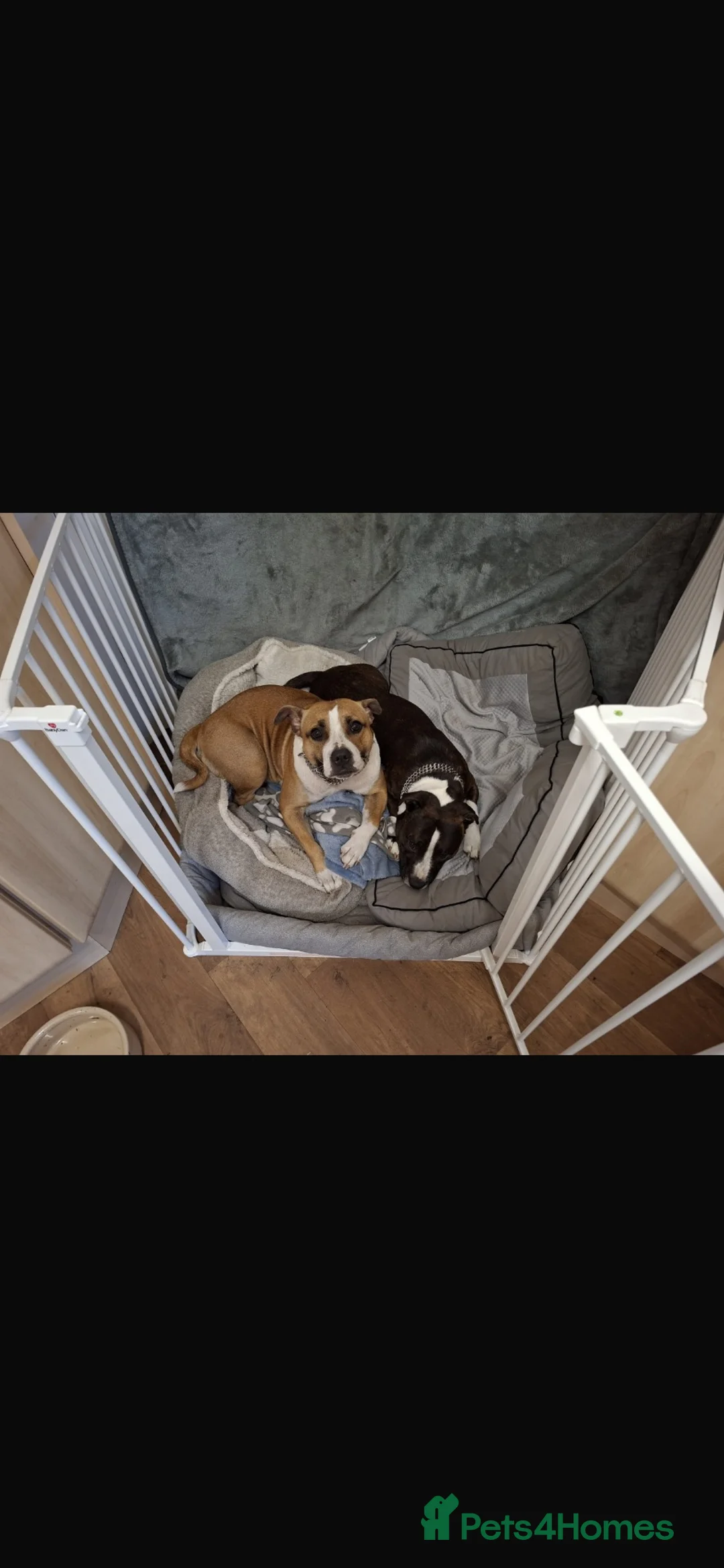 Mixed Breed dogs for sale: Staffie puppies - Advert 2