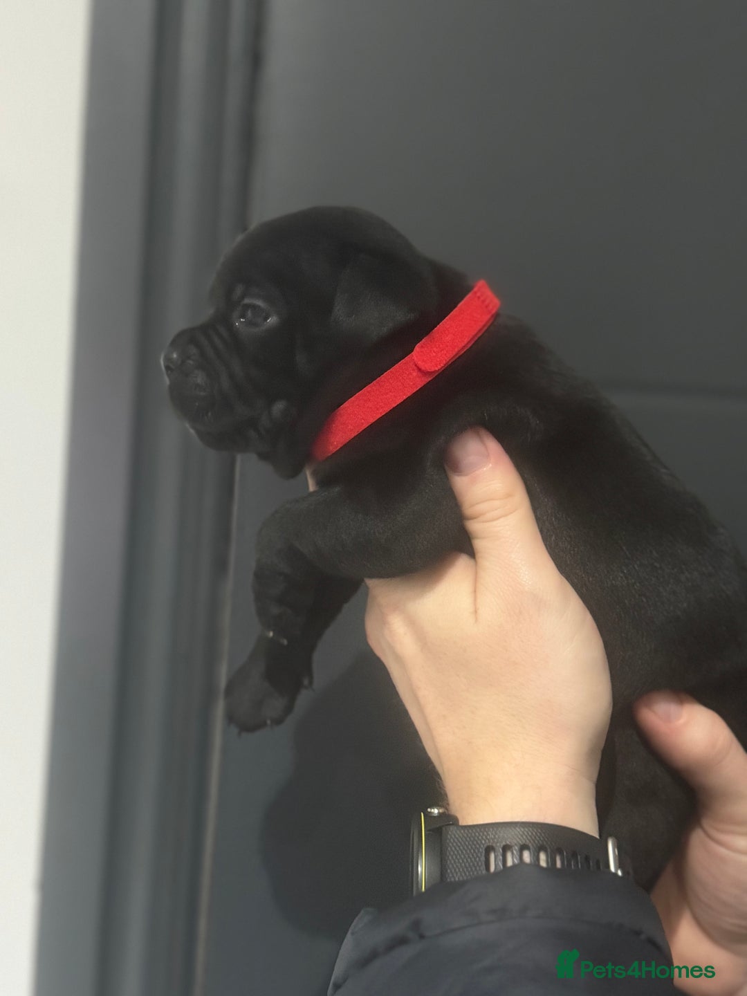 Staffordshire Bull Terrier dogs for sale: Unreal black Staffordshire bull terrier pups avail - Advert 2