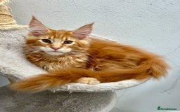 Maine Coon cats for sale: Pedigree TICA Registered Maine Coon Kittens - Image 1