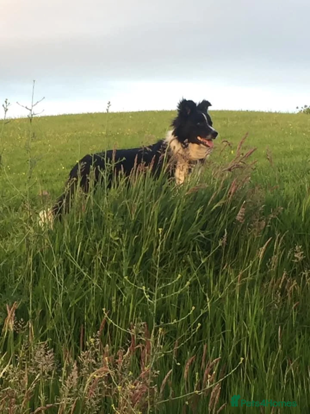 Border Collie dogs for sale: Stunning KC Reg Health Tested Border Collies - Advert 13