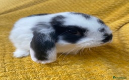 Mini Lop rabbits for sale: Male mini lop for sale - Image 5